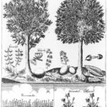 Μαστιχόδεντρο (σετ) 1